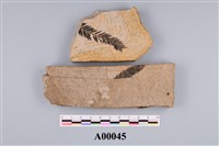 藏品(水杉化石)的圖片